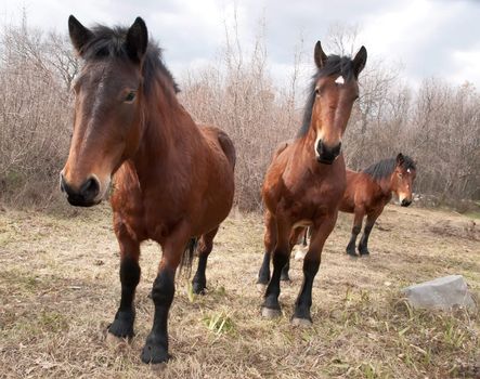 herd of horses on the pasture