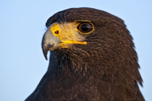 A beautiful Harris Hawk or Parabuteo Unicinctus, also known as the Bay-Winged Hawk or Dusky Hawk.