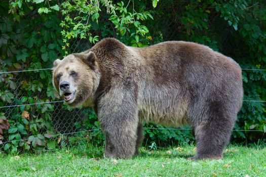 A Grizzly bear (Ursus arctos horribilis) strolling in a zoo.
