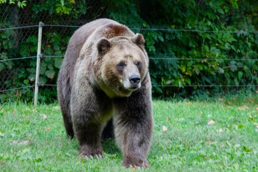 A Grizzly bear (Ursus arctos horribilis) strolling in a zoo.
