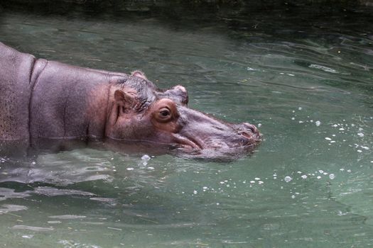 A river Hippopotamus (Hippopotamus amphibius) swimming at zoo.
