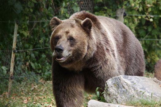 A Grizzly bear (Ursus arctos horribilis) strolling in a zoo.