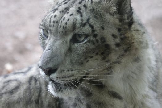 A profile of a snow leopard (Panthera uncia), shot at a zoo.