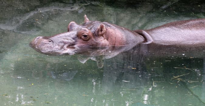 A river Hippopotamus (Hippopotamus amphibius) swimming at zoo.
