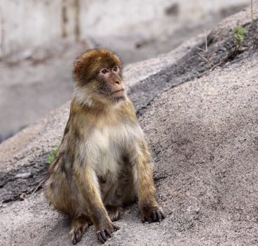 A Barbary Ape (Macaca sylvanus) sitting on a rock.