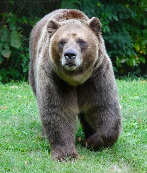 A Grizzly bear (Ursus arctos horribilis) strolling in a zoo.
