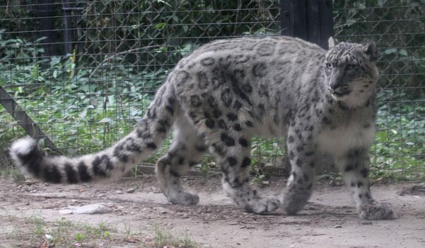 A snow leopard (Panthera uncia) pacing at a zoo.
