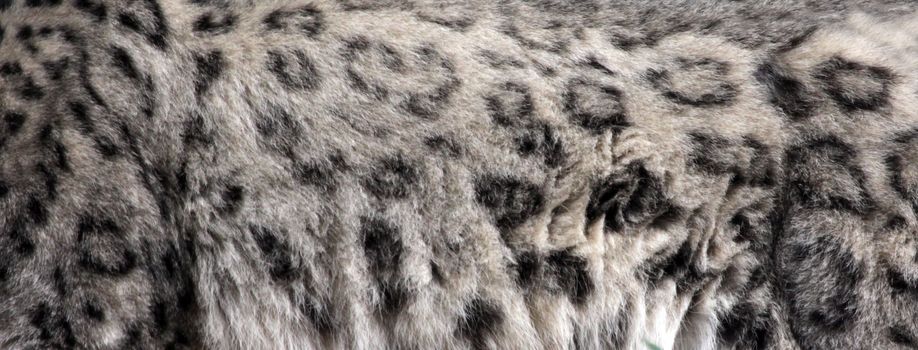 The fur of a Snow Leopard (Panthera uncia).