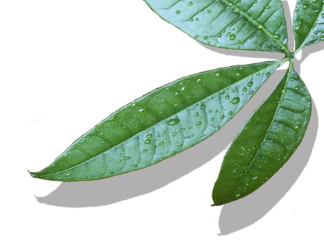 the green leaf