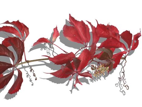 red vine leaf