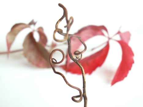 red vine leaf