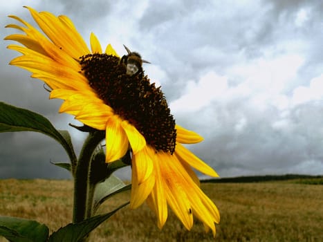 the sunflower and bees