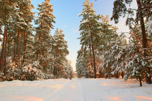 Frosty morning.The road to the mysterious winter pine forest