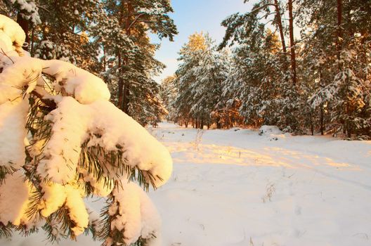 Sunrise.Frosty morning in a mysterious snow-white pine forest