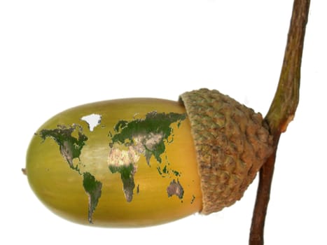 the acorn and the earth