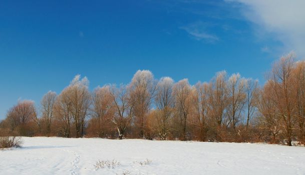 Meadow covered with snow winter frosty morning