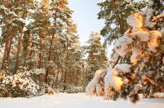 Sunrise.Frosty morning in a mysterious snow-white pine forest