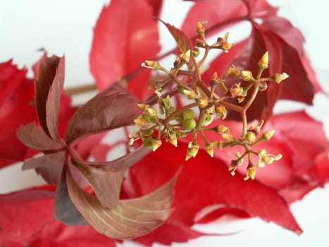 red vine leaf