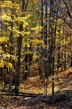 Brown County State Park
