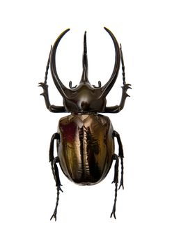 Beetle Chalcosoma Atlas isolated on the white background