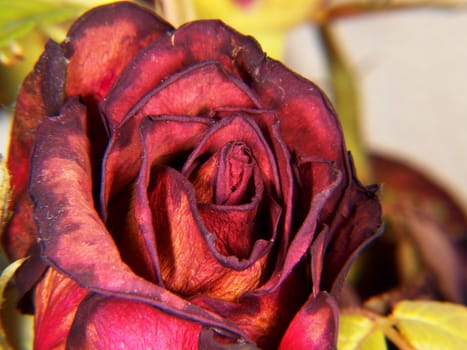 Closeup of a dried red rose, single flower isolated