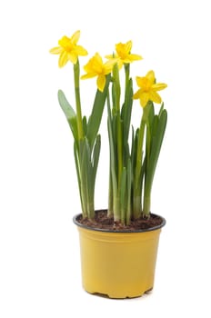 Yellow narcissus in the pot, isolated on white