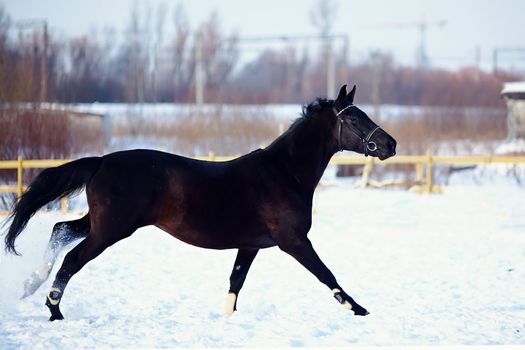 Portrait of a horse. Sports horse. Thoroughbred stallion. Muzzle of a horse. Saddle horse. Black stallion. Skipping stallion.