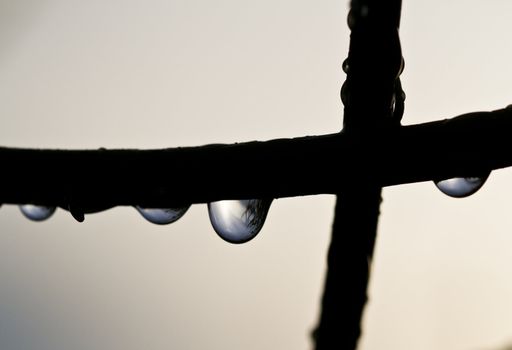 Raindrops and silhouette of a plant branch against the white sky in the morning