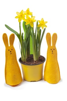 Yellow narcissus in the pot and two bunnies, isolated on white