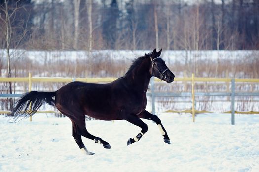 Portrait of a horse. Sports horse. Thoroughbred stallion. Muzzle of a horse. Saddle horse. Black stallion. Skipping stallion.