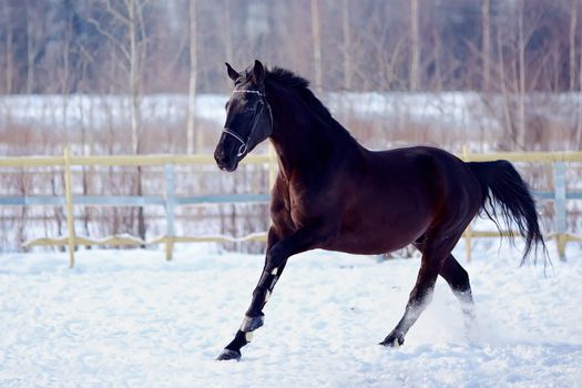 Portrait of a horse. Sports horse. Thoroughbred stallion. Muzzle of a horse. Saddle horse. Black stallion. Skipping stallion.