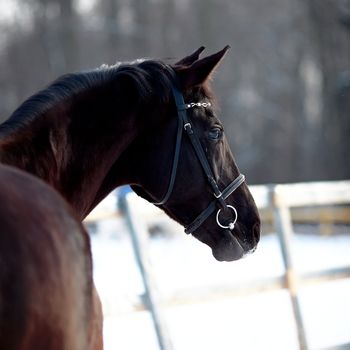 Portrait of a horse. Sports horse. Thoroughbred stallion. Muzzle of a horse. Saddle horse.