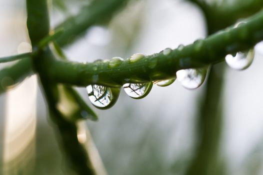 Raindrops hanging from a plant's branch with shallow DOF and bokeh background