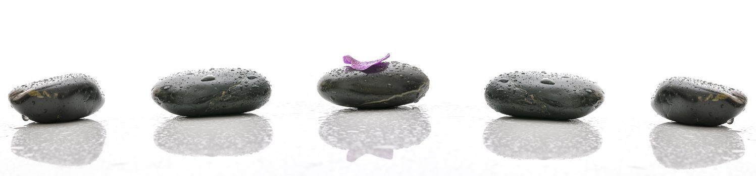 Violet flower petal on black spa stone with water drops.