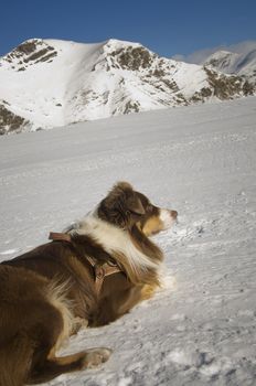 a winter landscape with dog