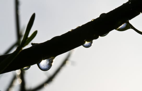 Raindrops and silhouette of a  Euphorbia tircalli plant branch against the white sky in the morning