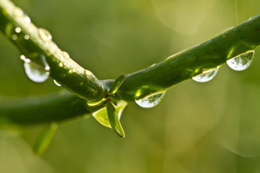 Raindrops on the branches of Euphorbia tirucalli plant in early morning with blurred surrounding foliage as background