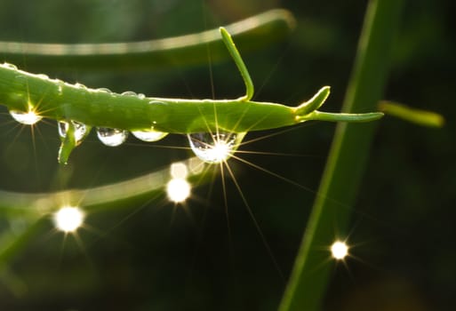 Raindrops on the branches of Euphorbia tirucalli plant glows in early morning sunlight with darked surrounding foliage as background