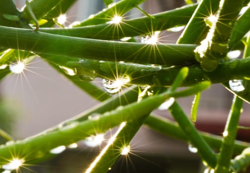 Raindrops on the branches of Euphorbia tirucalli shine as the sun rise from behind with blurred surrounding foliage as background