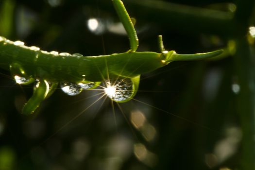 Raindrop on the branches of Euphorbia tirucalli plant glows in early morning sunlight with darked surrounding foliage as background
