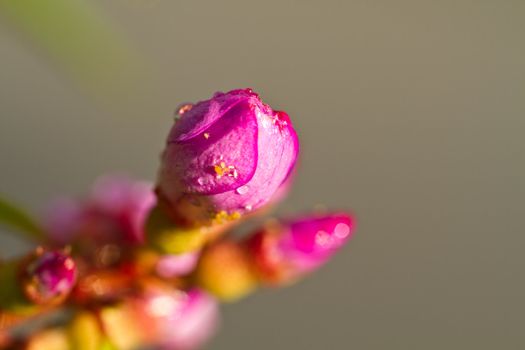 Closeup view of a the melastoma malabathricum flower in the morning sun with insects on the closed petal in landscape orietation