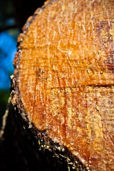 Cut wood and a lump in the woods
