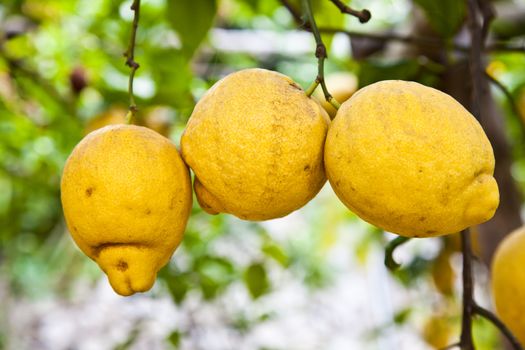 Lemon on the tree in Costiera Amalfitana, tipical Italian location for this fruit