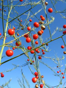 Beautiful plant of asparagus officinalis with red berries