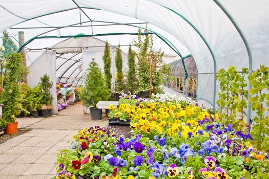 Greenhouse interior during autumn season, Piedmont, italy