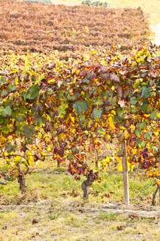 Italian vineyard of Barbera during autumn season