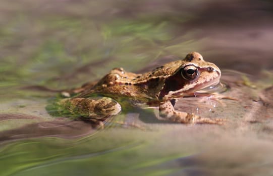 Macro shot of frog sitting in the spring creek surrounded by water.