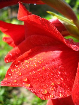 a beautiful and bright flower of red gladiolus with drops of water