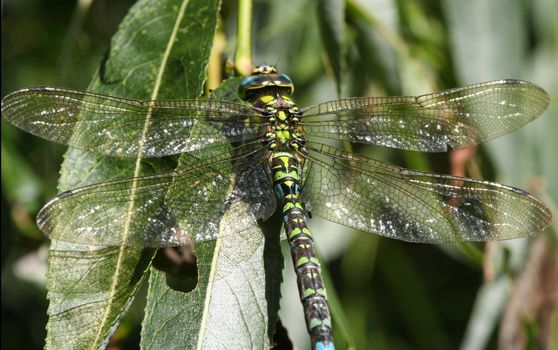 Macro picture of huge dragon-fly in high detail.