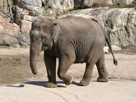 Elephant walking in desert landscape.